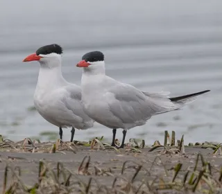 Photo 1/1 of Caspian Tern (Hydroprogne caspia)