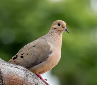 Photo 4/5 of Mourning Dove (Zenaida macroura)