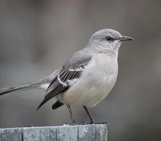 Photo 1/5 of Northern Mockingbird (Mimus polyglottos)