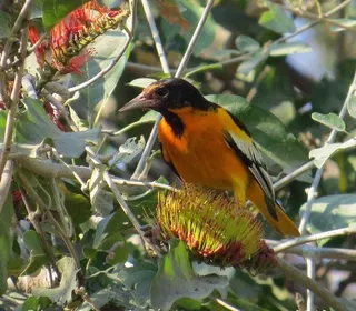 Photo 2/2 of Baltimore Oriole (Icterus galbula)