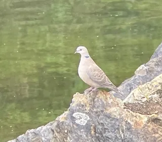 Photo 4/4 of Eurasian Collared-Dove (Streptopelia decaocto)