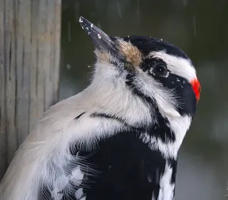 Photo 2/13 of Hairy Woodpecker (Dryobates villosus)