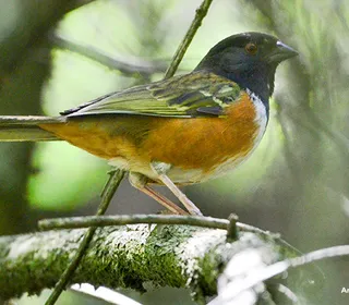 Photo 2/17 of Spotted Towhee (Pipilo maculatus)