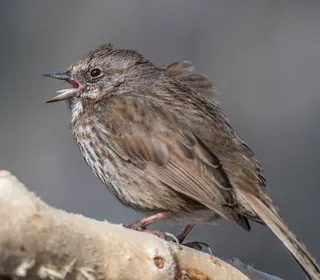 Photo 22/26 of Song Sparrow (Melospiza melodia)