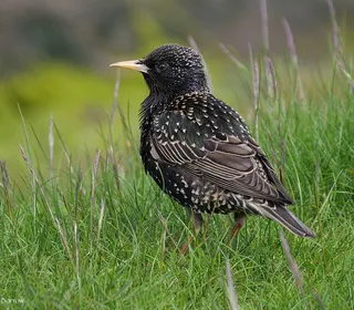 Photo 6/10 of European Starling (Sturnus vulgaris)