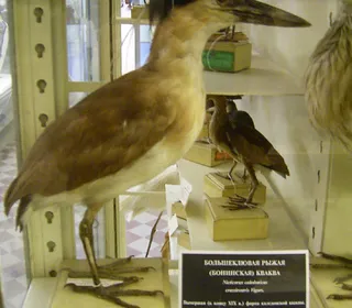 Photo 16/19 of Black-crowned Night Heron (Nycticorax nycticorax)