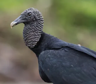 Photo 1/4 of Black Vulture (Coragyps atratus)