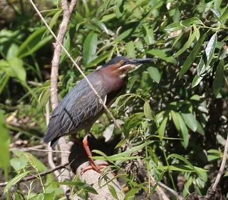 Photo 3/6 of Green Heron (Butorides virescens)