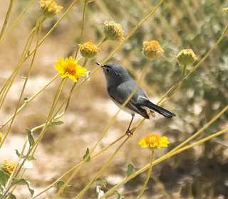 Photo 4/6 of Blue-gray Gnatcatcher (Polioptila caerulea)