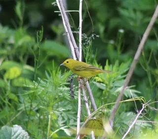 Photo 25/28 of Yellow Warbler (Setophaga petechia)