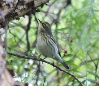 Photo 7/10 of Yellow-rumped Warbler (Setophaga coronata)