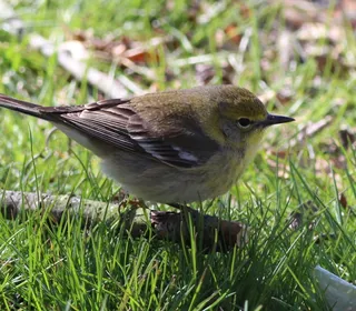Photo 2/6 of Pine Warbler (Setophaga pinus)