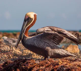 Photo 5/6 of Brown Pelican (Pelecanus occidentalis)