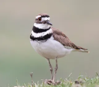 Photo 1/4 of Killdeer (Charadrius vociferus)