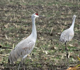 Photo 3/7 of Sandhill Crane (Antigone canadensis)