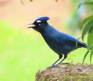 Photo 10/12 of Steller's Jay (Cyanocitta stelleri)