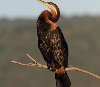 Photo 8/12 of Anhinga (Anhinga anhinga)