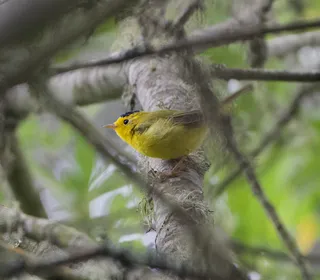 Photo 4/4 of Wilson's Warbler (Cardellina pusilla)