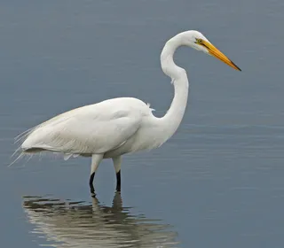 Photo 1/8 of Great Egret (Ardea alba)