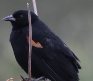 Photo 15/21 of Red-winged Blackbird (Agelaius phoeniceus)