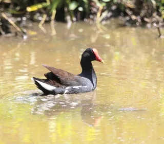 Photo 3/9 of Common Gallinule (Gallinula galeata)