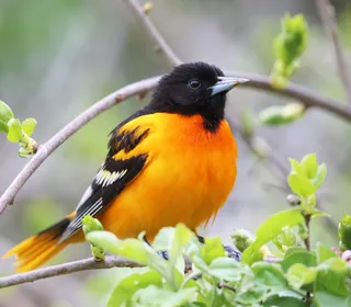 Photo 1/2 of Baltimore Oriole (Icterus galbula)