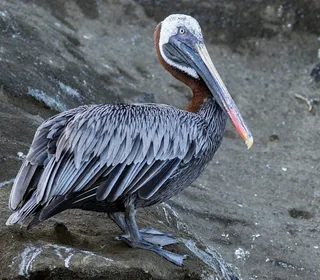 Photo 3/6 of Brown Pelican (Pelecanus occidentalis)