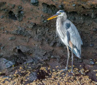 Photo 3/8 of Great Blue Heron (Ardea herodias)