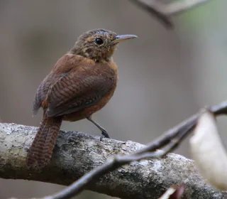 Photo 14/28 of Northern House Wren (Troglodytes aedon)