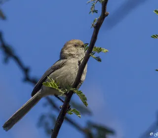 Photo 5/10 of Bushtit (Psaltriparus minimus)