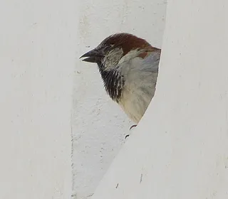 Photo 15/16 of House Sparrow (Passer domesticus)