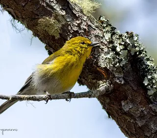Photo 3/6 of Pine Warbler (Setophaga pinus)