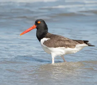 Photo 1/4 of American Oystercatcher (Haematopus palliatus)
