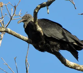 Photo 2/4 of Black Vulture (Coragyps atratus)