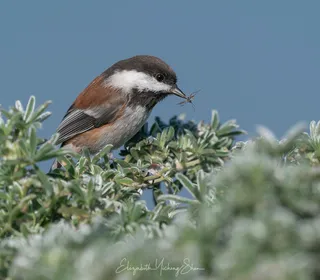 Photo 4/4 of Chestnut-backed Chickadee (Poecile rufescens)