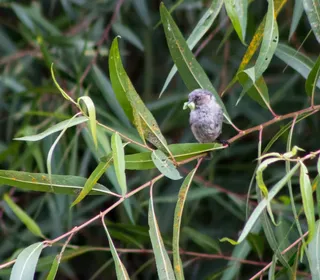 Photo 9/10 of Bushtit (Psaltriparus minimus)