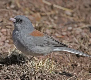 Photo 3/23 of Dark-eyed Junco (Junco hyemalis)