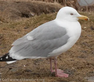 Photo 2/7 of American Herring Gull (Larus smithsonianus)
