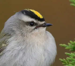 Photo 2/4 of Golden-crowned Kinglet (Regulus satrapa)