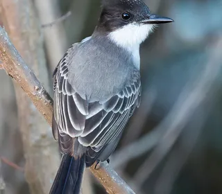 Photo 12/30 of Eastern Kingbird (Tyrannus tyrannus)
