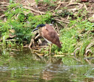 Photo 11/19 of Black-crowned Night Heron (Nycticorax nycticorax)