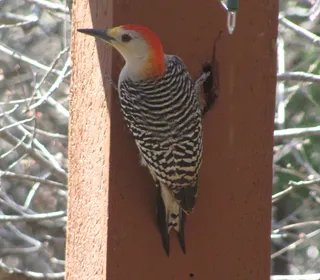 Photo 2/2 of Red-bellied Woodpecker (Melanerpes carolinus)
