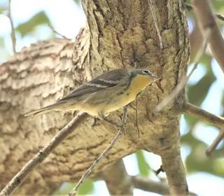 Photo 6/6 of Pine Warbler (Setophaga pinus)