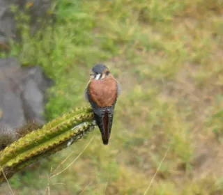 Photo 8/16 of American Kestrel (Falco sparverius)