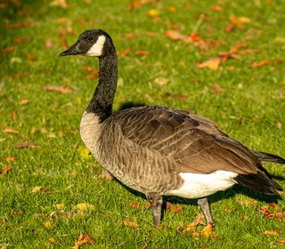 Photo 8/18 of Canada Goose (Branta canadensis)