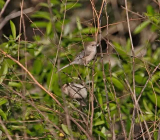 Photo 3/10 of Bushtit (Psaltriparus minimus)