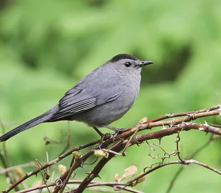 Photo 1/1 of Gray Catbird (Dumetella carolinensis)