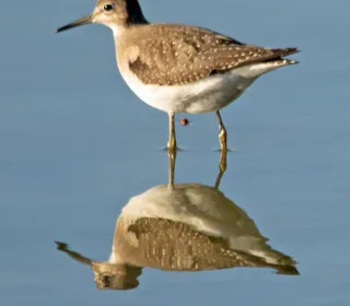 Photo 2/3 of Solitary Sandpiper (Tringa solitaria)