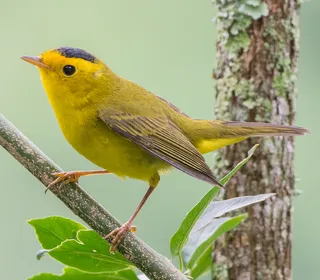 Photo 1/4 of Wilson's Warbler (Cardellina pusilla)