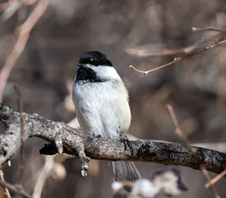 Photo 10/10 of Black-capped Chickadee (Poecile atricapillus)